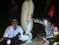 Dinginnya Malam Tidak Pengaruhi Semangat, Babinsa Kodim 1404/Pinrang Dampingi Penyerapan Gabah Petani Oleh Bulog