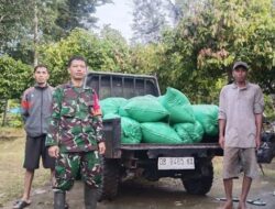 Babinsa Patallassang Koramil 1424-04/Sinjai Timur Kodim 1424/Sinjai Dampingi Tim Bulog Sinjai dalam Penyerapan Gabah Petani