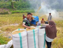 Babinsa Saotanre Koramil 03/Sinjai Tengah Kodim 1424/Sinjai Dampingi Tim Bulog dalam Penyerapan Gabah Petani