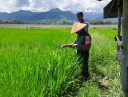 Babinsa Koramil 03/Sungai Sarik Dampingi Petani Dukung Program Ketahanan Pangan Nasional