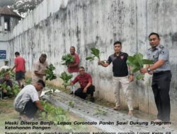 Meski Diterpa Banjir, Lapas Gorontalo Panen Sawi Dukung Program Ketahanan Pangan
