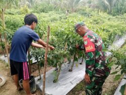 Babinsa Posramil Teupah Barat Bantu Petani Memanen Cabe