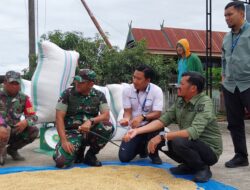 Pastikan Harga Rp 6.500′-/Kilogram, Dandim 1404/Pinrang Bersama Kadistan dan Ka Bulog Tinjau Penyerapan Gabah Petani