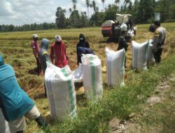 Sinergitas TNI-Polri di Kabupaten Pinrang Bantu Warga Panen Padi