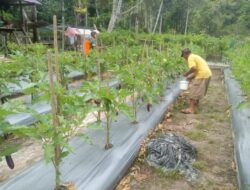 Dukung Ketahanan Pangan, Babinsa Koramil 05/Simbar Dampingi Petani Merawat Tanaman Terong