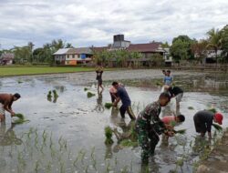 TNI Manunggal Bersama Rakyat, Babinsa Koramil 1405-04/Soppeng Riaja Bantu Petani Tanam Padi