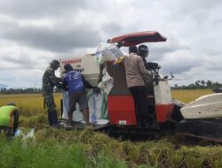 Wah, Di Kabupaten Pinrang Sosok Babinsa Dan Bhabinkamtibmas Terjun Langsung Bantu Petani Panen Padi