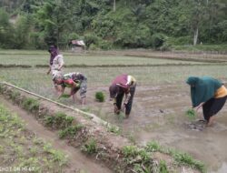 Babinsa Koramil Geumpang Dampingi Petani Tanam Padi, Dorong Ketahanan Pangan di Pelosok Pidie