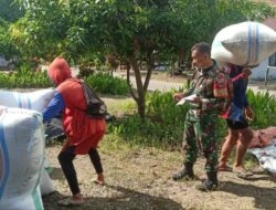 Babinsa Kodim 1404/Pinrang Kawal Kebijakan Presiden Naikkan HPP Gabah Rp 6.500 Per Kilo gram