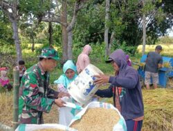 Babinsa Desa Lasiai Koramil 1424-04/Sinjai Timur Kodim 1424/Sinjai Laksanakan Pendampingan Pengolahan Padi