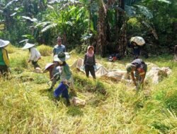 Wujudkan Ketahanan Pangan, Babinsa Koramil 1424-05/Sinjai Selatan Kodim 1424/Sinjai Dampingi Petani Panen Padi