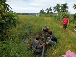 Peduli Kesulitan Rakyat, Babinsa Koramil 02/Simteng Bantu Petani Perbaiki Saluran Air