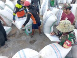 Babinsa Kodim 1404/Pinrang Dampingi Petani Antar Gabah Ke Gudang Bulog