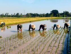 Bukan hanya Panen Padi, Babinsa Kodim 1620/Loteng bantu Petani Tanam Padi kembali