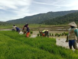 Perkuat Ketahanan Pangan, Babinsa Tangse Turun Langsung ke Sawah Dampingi Petani
