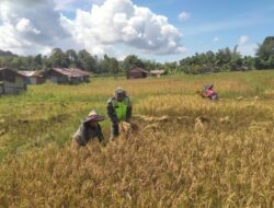 Bantu Petani Panen Padi, Wujud Dukungan Babinsa Simeulue Sukseskan Swasembada Pangan Di Wilayah Binaan