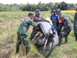 Babinsa Koramil 1405-01/Ujung Dampingi Petani Panen Dan Jual Gabah Ke Bulog
