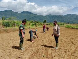 Babinsa Bontosalama Koramil 1424-02/Sinjai Barat Kodim 1424/Sinjai Dampingi Penanaman Padi Milik Petani