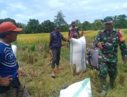 Jaga Stabilitas Harga Babinsa Koramil 1405-01/Ujung Dampingi Petani Jual Gabah Ke Bulog