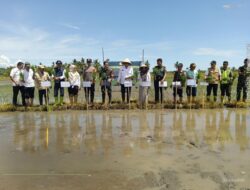 Dukung Ketahanan Pangan Nasional, Dandim 1405/Parepare Bersama Forkopimda Ikut Gerakan Tanam Padi Serentak