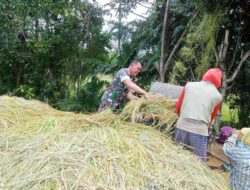 Babinsa Bulukamase Koramil 05/Sinjai Barat Kodim 1424/Sinjai Dampingi Petani Olah Padi Dengan Mesin Perontok
