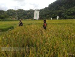 Babinsa Koramil1405-05/Mallusetasi Bersama PPL Melaksanakan Pengambilan Ubinan Padi