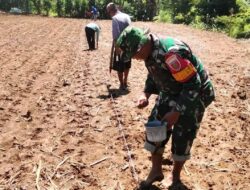Babinsa Lembang Lohe Pos Ramil 1424-05/Tellulimpoe Kodim 1424/Sinjai Dampingi Penanaman Padi Gogo Milik Petani