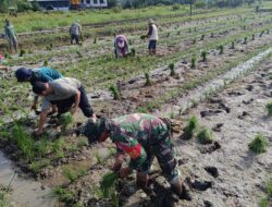 Bantu Tanam Padi,Wujud Dukungan Babinsa Koramil 0907/01 Tartim Dalam Progam Han Pangan
