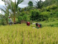 Dukung Ketahanan Pangan, Babinsa Koramil 02/Sinjai Barat Kodim 1424/Sinjai Dampingi Petani Panen Padi