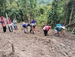 Babinsa Koramil 1424-03/Sinjai Tengah Kodim 1424/Sinjai Dampingi Penanaman Padi Gogo Milik Petani