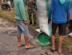 Yakinkan Harga Sesuai HPP, Babinsa Kodim 1404/Pinrang Dampingi Bulog Serap Gabah Petani
