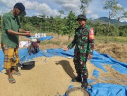 Tingkatkan Mutu Pelayanan Sergab, Babinsa Jajaran Kodim 1620/Loteng Cek Kondisi Gabah Petani