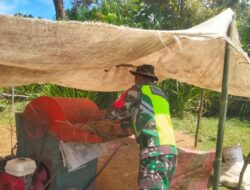 Pasca Panen, Babinsa Koramil 01/Simtim Bantu Petani Merontok Padi