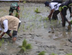 Dukung Program Ketahanan Pangan, Babinsa Kodim 1404/Pinrang Bantu Petani Tanam Padi