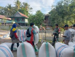 Yakinkan Harga Sesuai HPP, Babinsa Kodim 1404/Pinrang Dampingi Bulog Serap Gabah Petani
