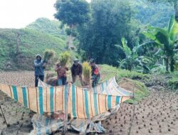 Babinsa Koramil-08/Tanete Riaja Sangat Bersemangat Dampingi Petani Panen Padi Secara Manual
