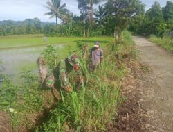 Babinsa Koramil 1424-05 Sinjai Selatan Kodim 1424/Sinjai Gelar Karya Bakti Pembersihan Saluran Irigasi