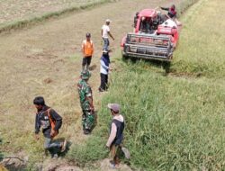 Babinsa Lasiai, Koramil 04/Sinjai Timur Kodim 1424/Sinjai Dampingi Petani Panen Padi