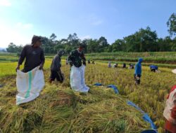 Wujud Nyata Dukung Ketahanan Pangan, Babinsa Koramil 02/Sinjai Barat Kodim 1424/Sinjai Dampingi Petani Panen Padi