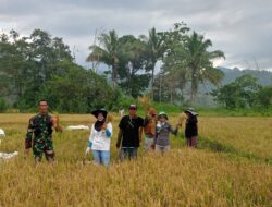 Babinsa Desa Puncak Koramil 05/Sinjai Selatan Kodim 1424/Sinjai Dampingi Petani Panen Padi