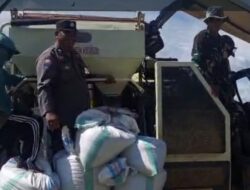 Kompak Dan Sinergi, Babinsa Dan Bhabinkamtibmas Di Kabupaten Pinrang Bantu Warga Panen Padi
