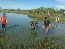Dengan Penuh Semangat Dan Cucuran Keringat, Babinsa Koramil 1405-07/Tanete Rilau Bantu Petani Tanam Padi