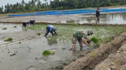 Dukung Ketahanan Pangan, Babinsa Koramil 1404-02/Mattiro Sompe Bantu Petani Tanam Padi