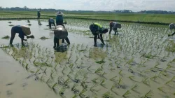 Babinsa Koramil 03/Delima Bantu Petani Tanam Padi, Wujud Nyata Dukungan Ketahanan Pangan