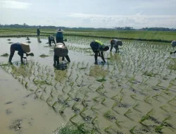 Babinsa Koramil 03/Delima Bantu Petani Tanam Padi, Wujud Nyata Dukungan Ketahanan Pangan