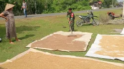 Babinsa Koramil 03/Teupah Selatan Bantu Petani Menjemur Padi