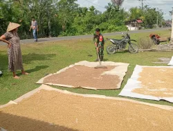 Babinsa Koramil 03/Teupah Selatan Bantu Petani Menjemur Padi