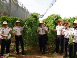 Panen 60 Kg Kacang Panjang, Lapas Banjarbaru Perkuat Kemandirian Pangan