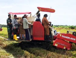Dandim Merauke Bersama Bupati Laksanakan Panen Raya, Wujud Nyata Dukung Swasembada Pangan