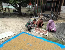 Babinsa Bantu Petani Menjemur Padi